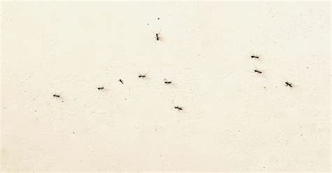朝山注意事項 廁所突然很多螞蟻